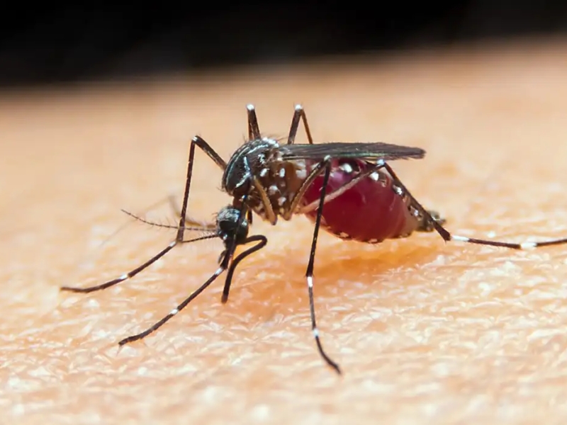 Malária: gestantes, crianças e pessoas vulneráveis são mais afetadas