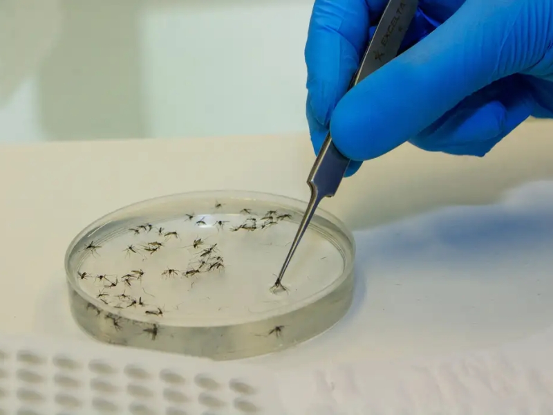 Brasil vai ampliar uso da bactéria wolbachia no combate à dengue